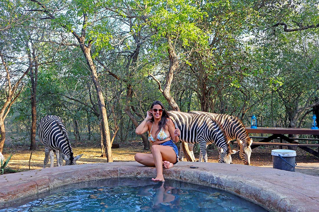 Swimming Pool With Zebra